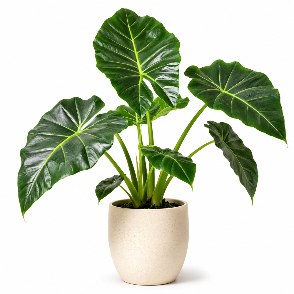 Alocasia (Alocasia macrorrhizos)