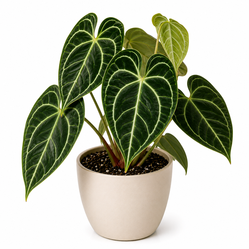 Anthurium Crystallinum (Anthurium crystallinum)