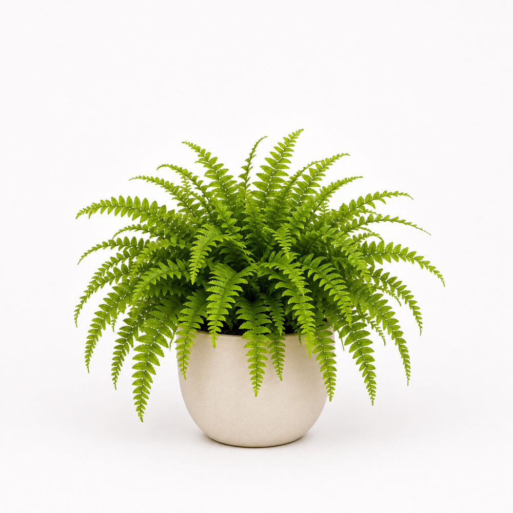 Boston Fern (Nephrolepis exaltata)