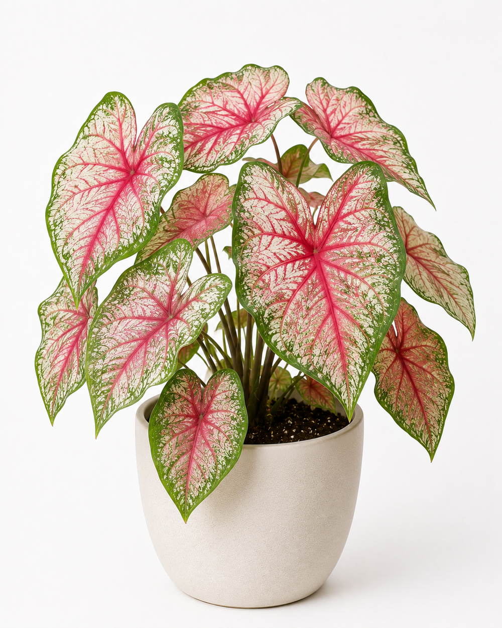 Caladium (Caladium bicolor)