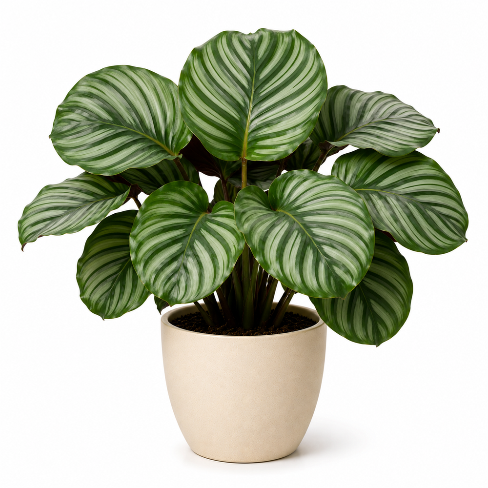 Calathea Orbifolia (Calathea orbifolia)