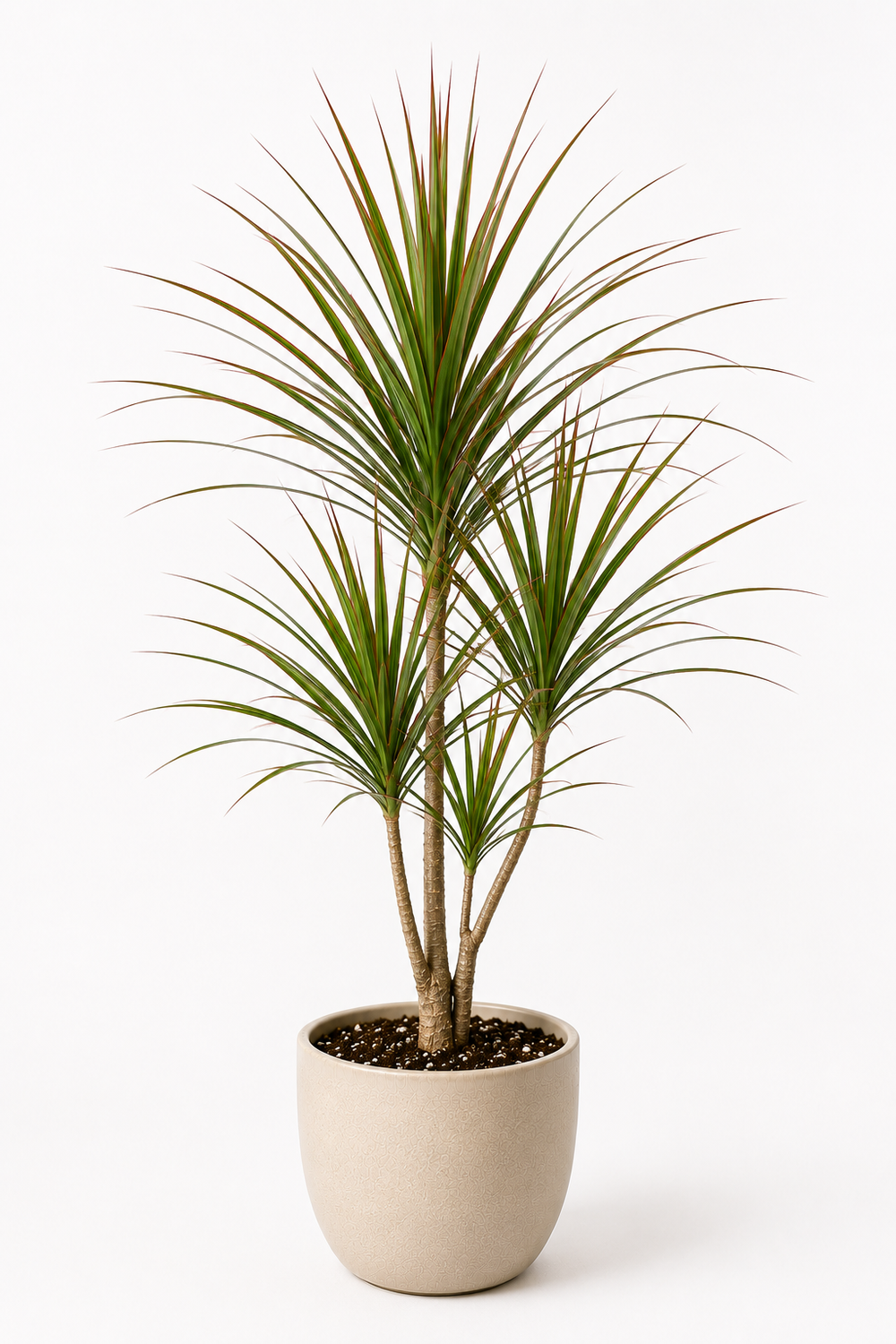 Dragon Tree (Dracaena marginata)