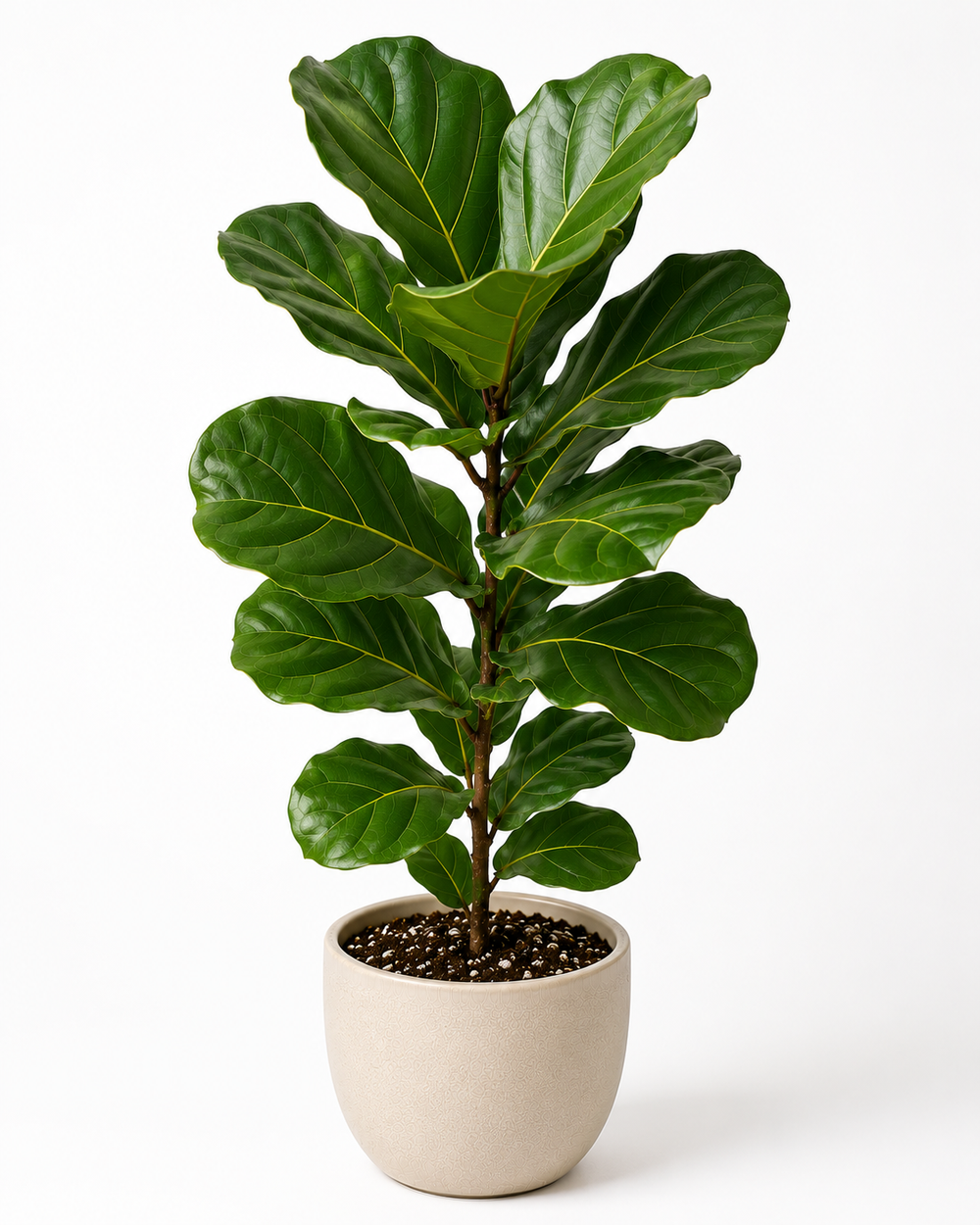 Fiddle Leaf Fig (Ficus lyrata)