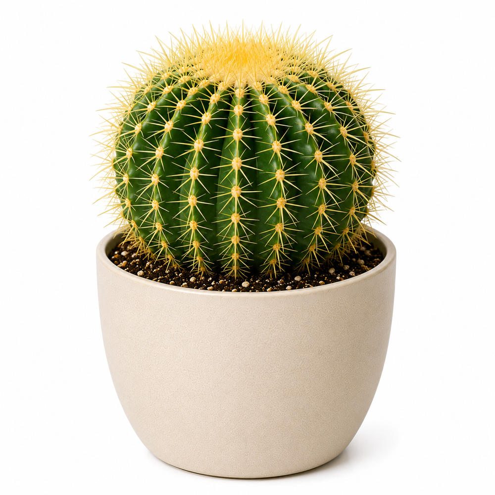Golden Barrel Cactus (Echinocactus grusonii)