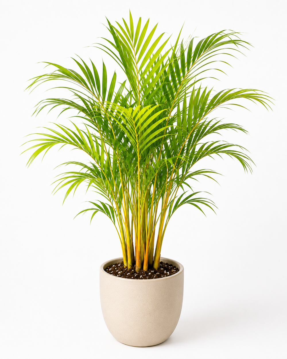 Golden Cane Palm (Dypsis lutescens)