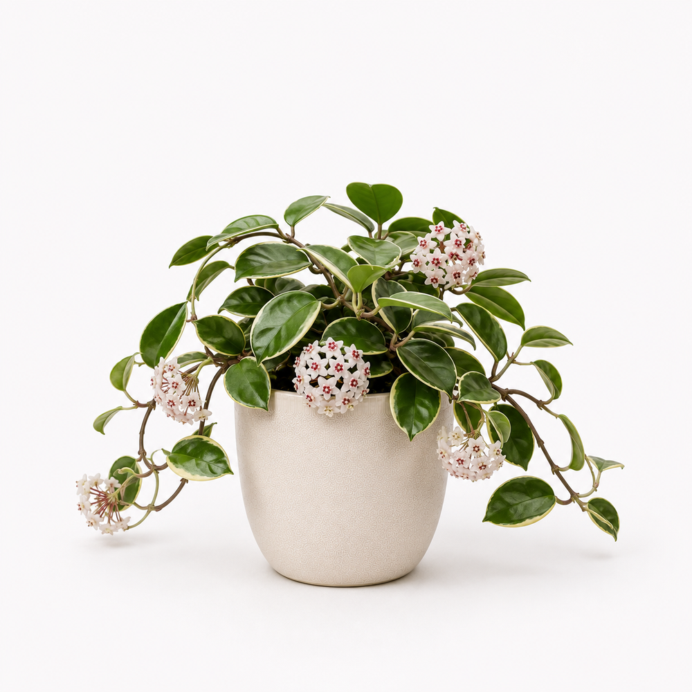 Hoya Carnosa (Hoya carnosa)