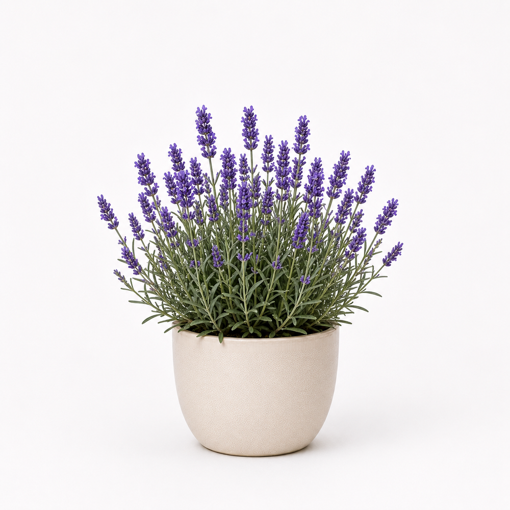 Lavender (Lavandula angustifolia)