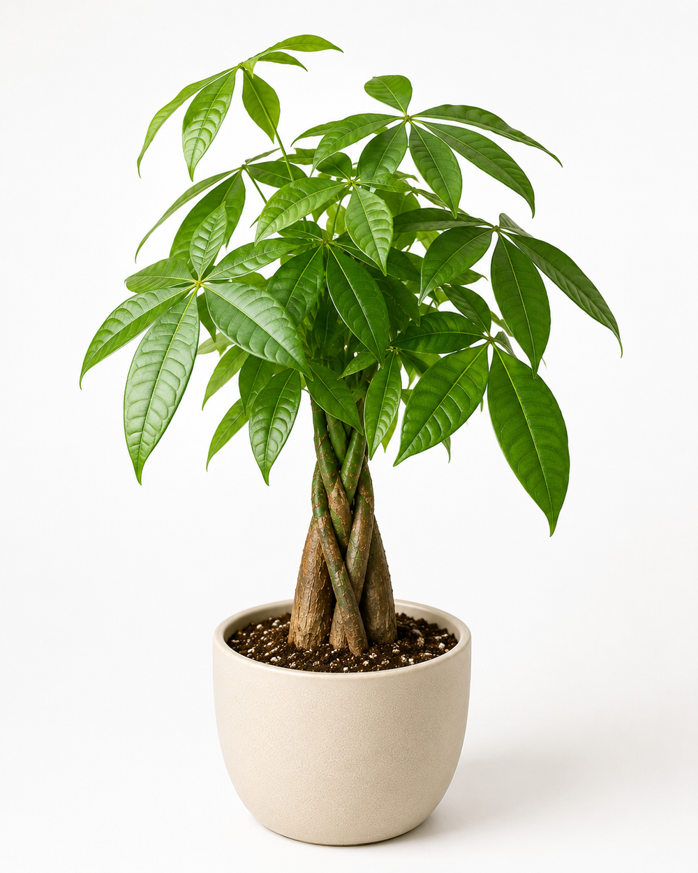 Money Tree (Pachira aquatica)