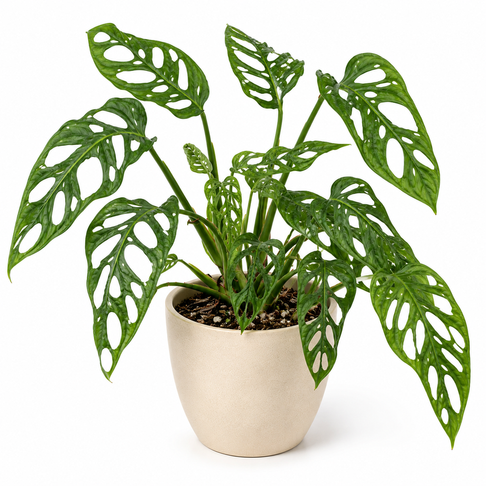 Monstera Obliqua (Monstera obliqua)
