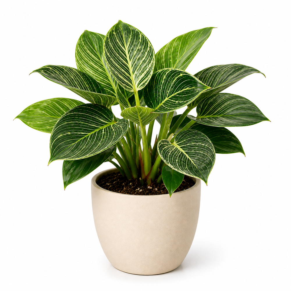 Philodendron Birkin (Philodendron)