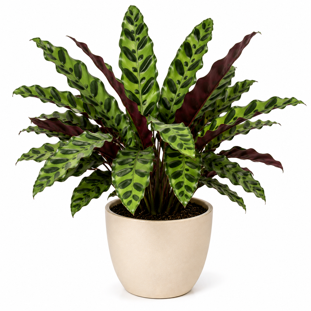 Rattlesnake Plant (Calathea lancifolia)