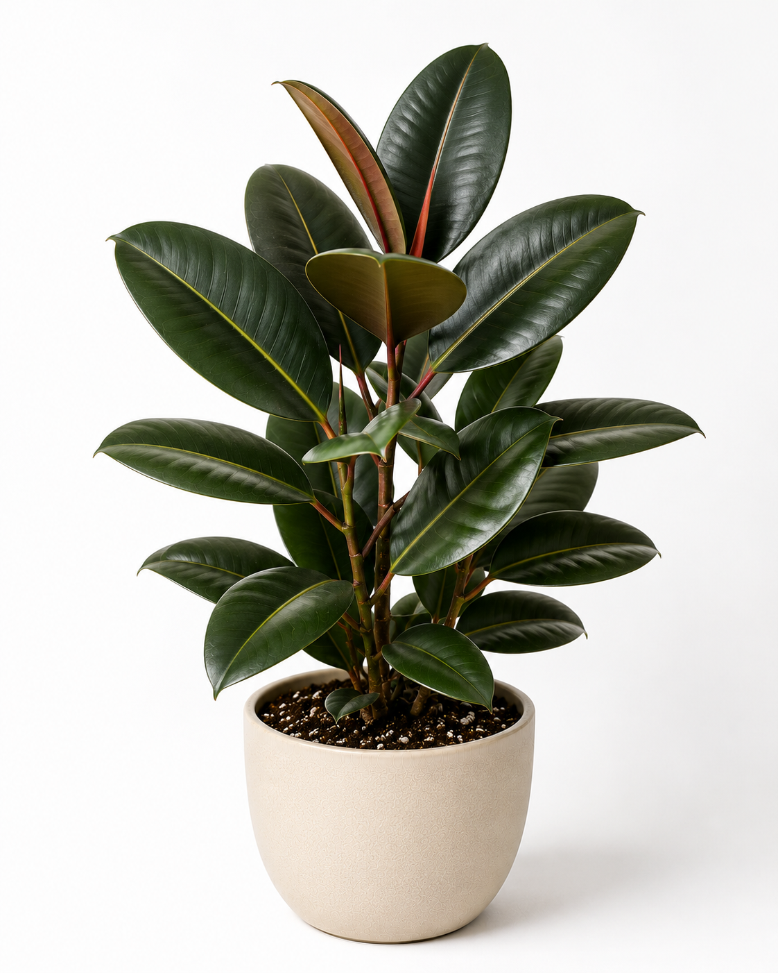 Rubber Plant (Ficus elastica)