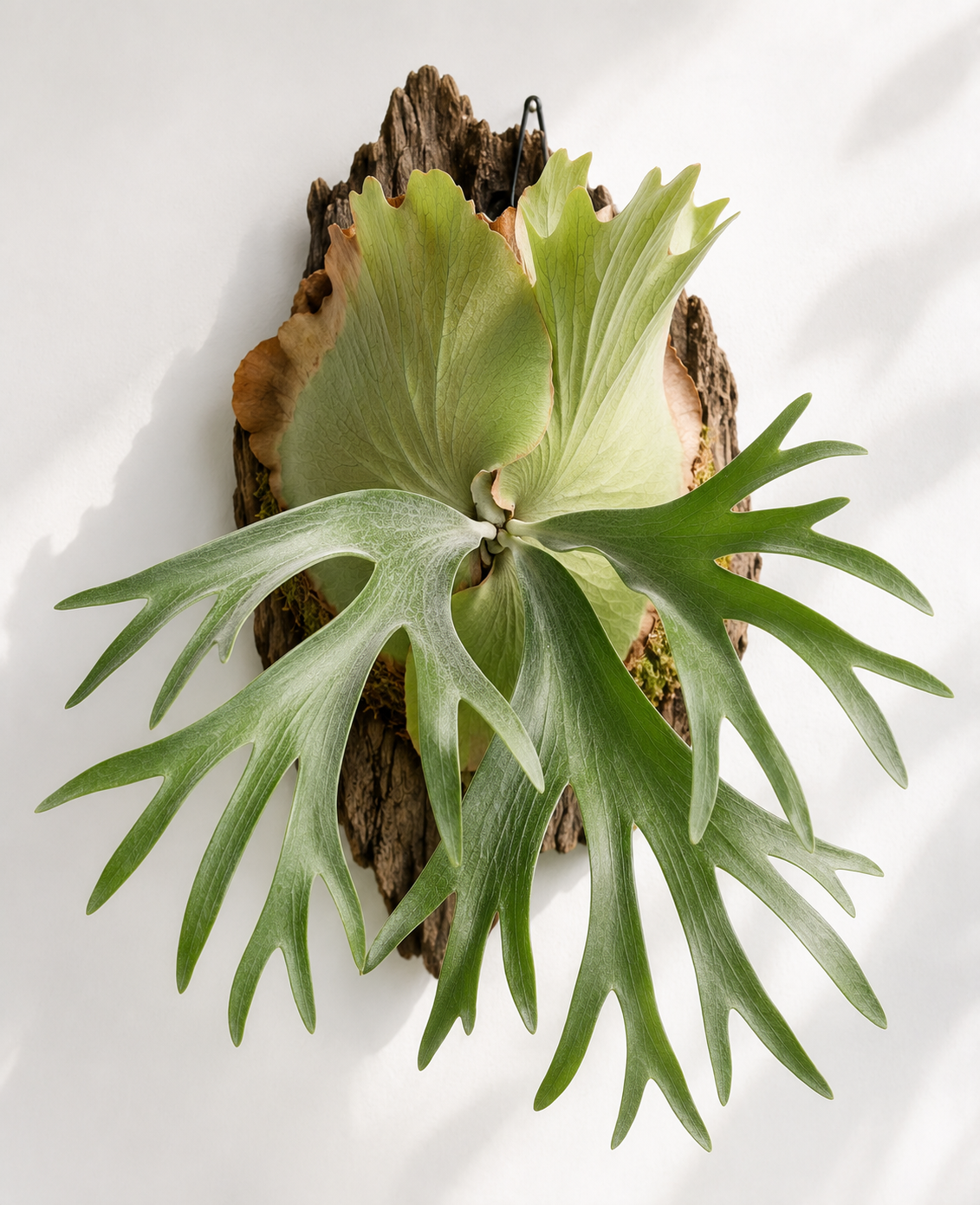 Staghorn Fern (Platycerium bifurcatum)