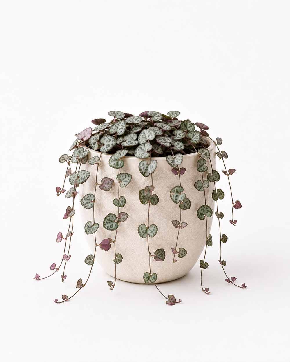 String of Hearts (Ceropegia woodii)
