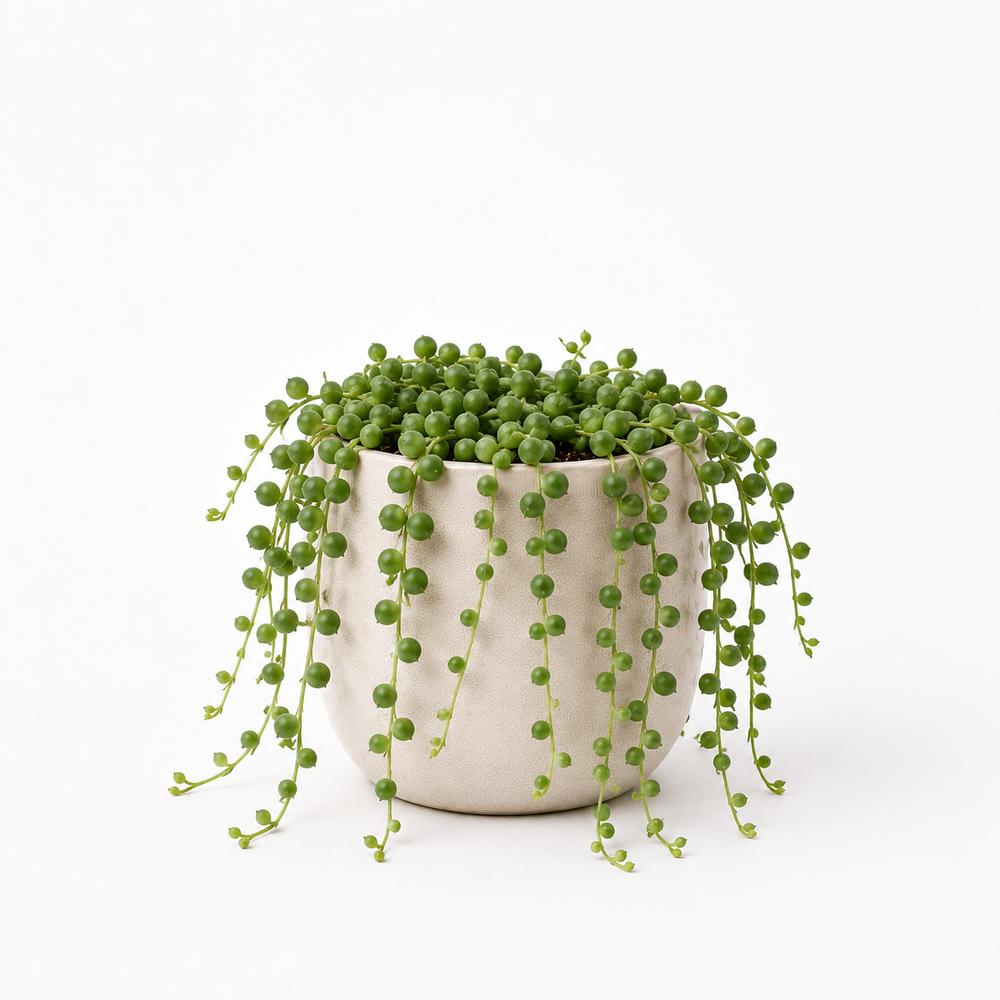 String of Pearls (Senecio rowleyanus)