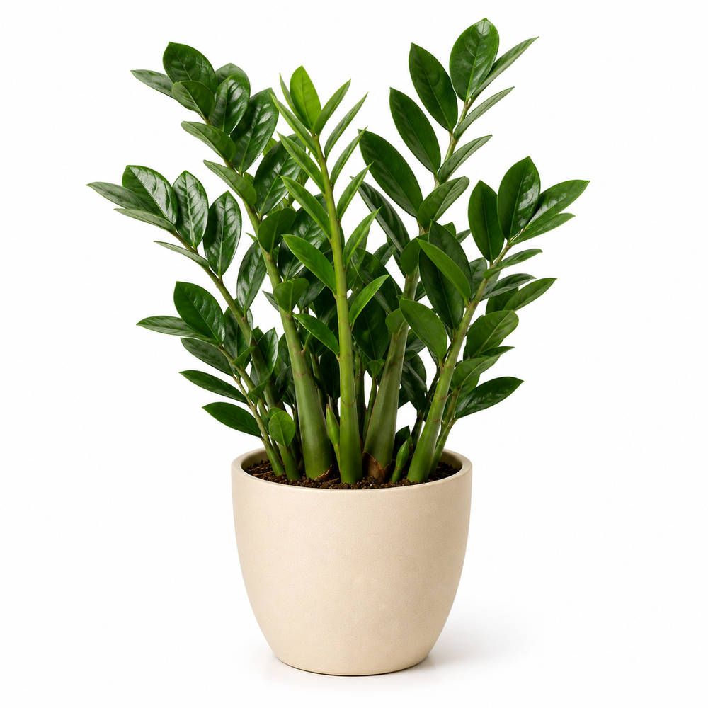 ZZ Plant (Zamioculcas zamiifolia)