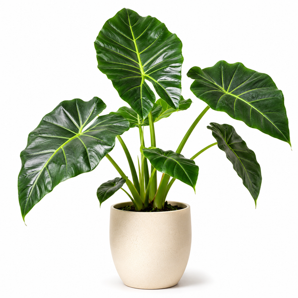 Alocasia (Alocasia macrorrhizos)