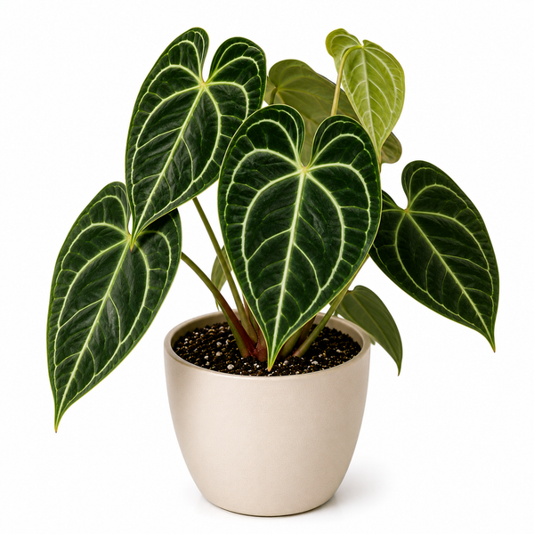 Anthurium Crystallinum (Anthurium crystallinum)