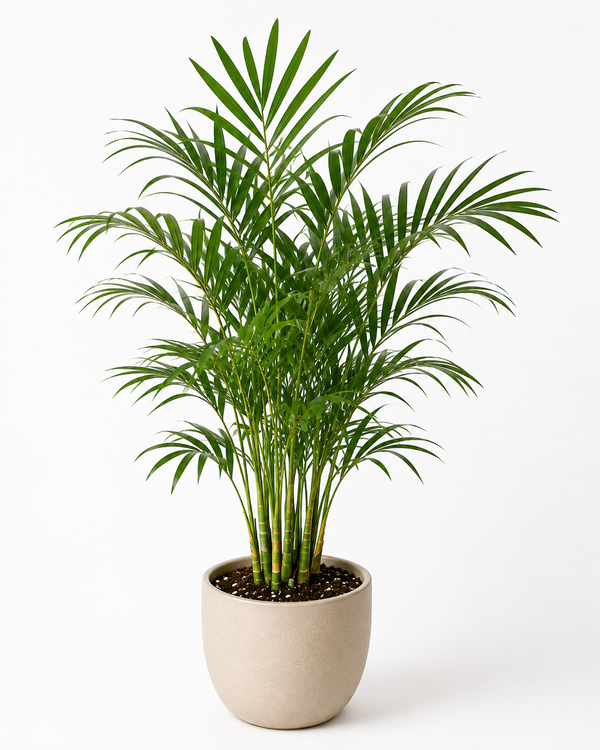 Bamboo Palm (Chamaedorea seifrizii)