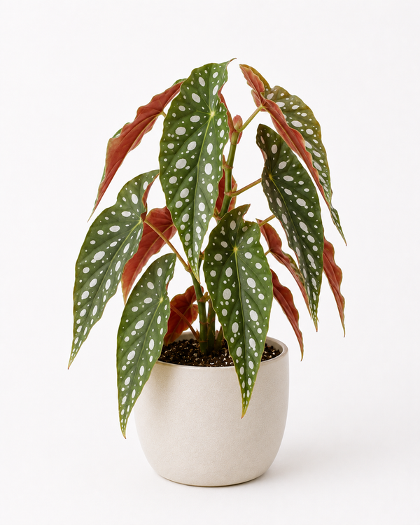 Begonia Maculata (Begonia maculata)