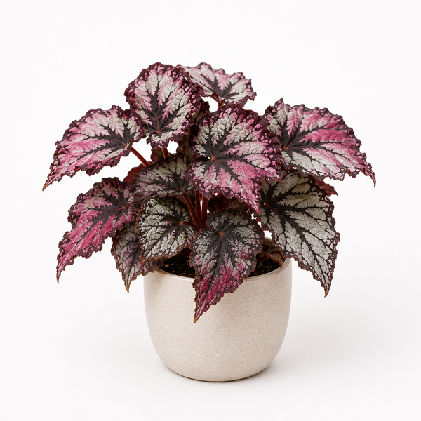 Begonia Rex (Begonia rex)