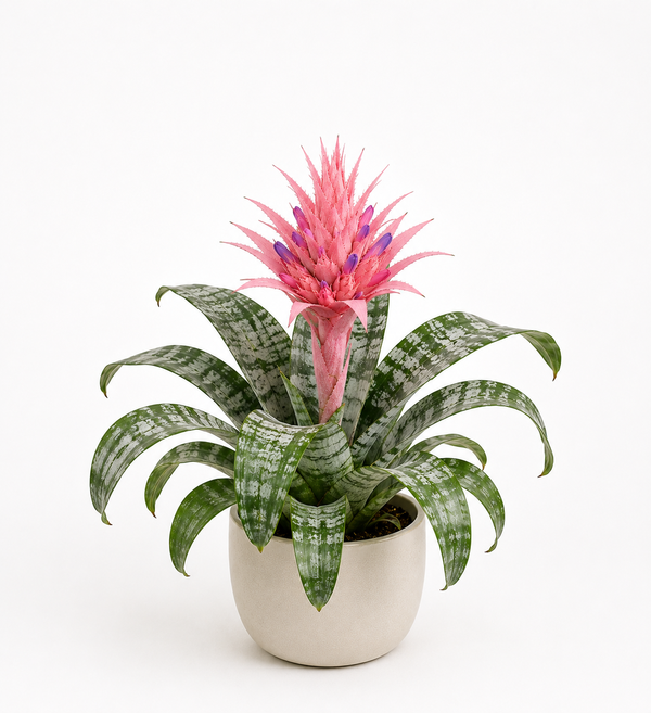 Bromeliad (Aechmea fasciata)