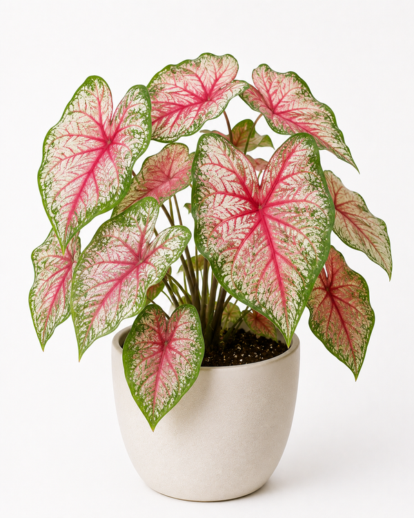 Caladium (Caladium bicolor)