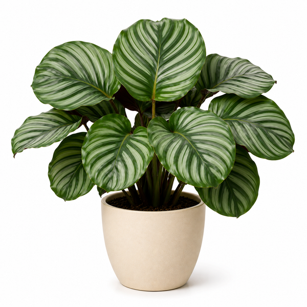 Calathea Orbifolia (Calathea orbifolia)