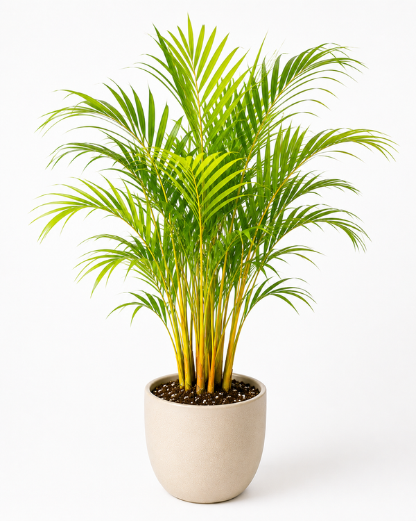 Golden Cane Palm (Dypsis lutescens)