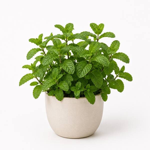 Mint (Mentha spicata)