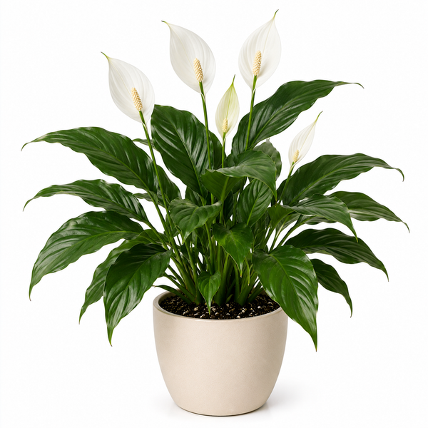 Peace Lily (Spathiphyllum wallisii)