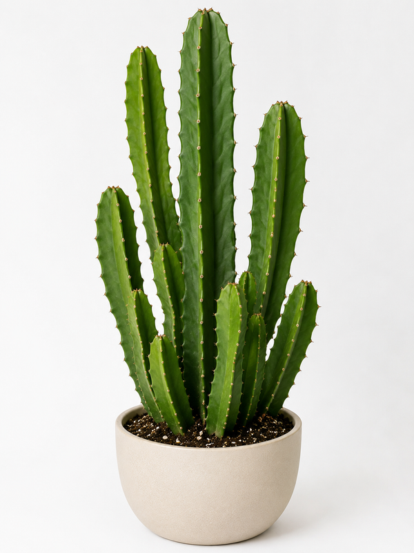 Peruvian Apple Cactus (Cereus repandus)