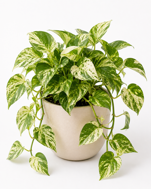 Pothos Marble Queen (Epipremnum aureum Marble Queen)
