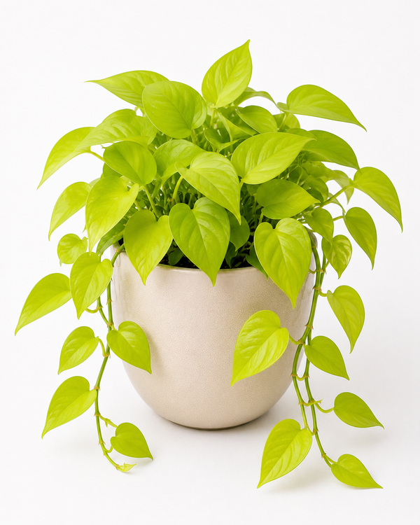 Pothos Neon (Epipremnum aureum Neon)