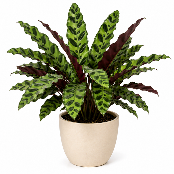 Rattlesnake Plant (Calathea lancifolia)
