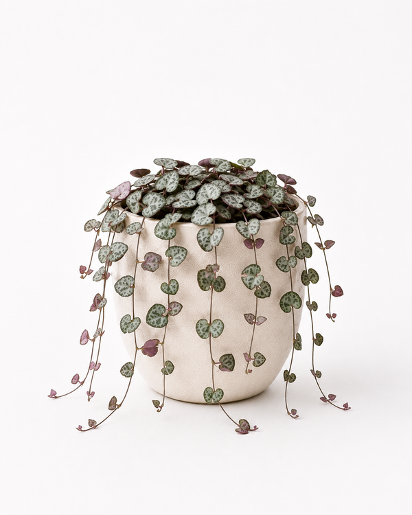 String of Hearts (Ceropegia woodii)