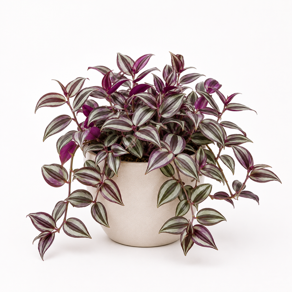 Tradescantia Zebrina (Tradescantia zebrina)