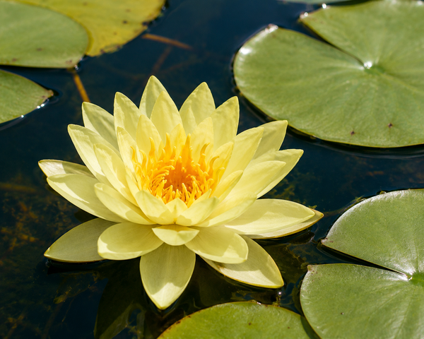 Water Lily (Nymphaea Helvola)