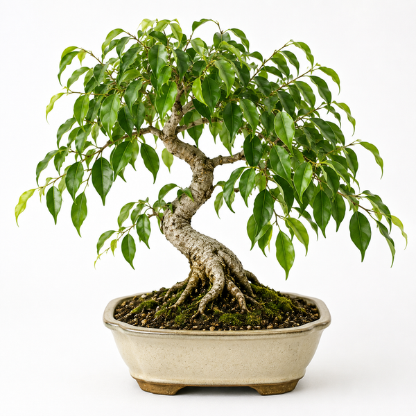 Weeping Fig Bonsai (Ficus benjamina)