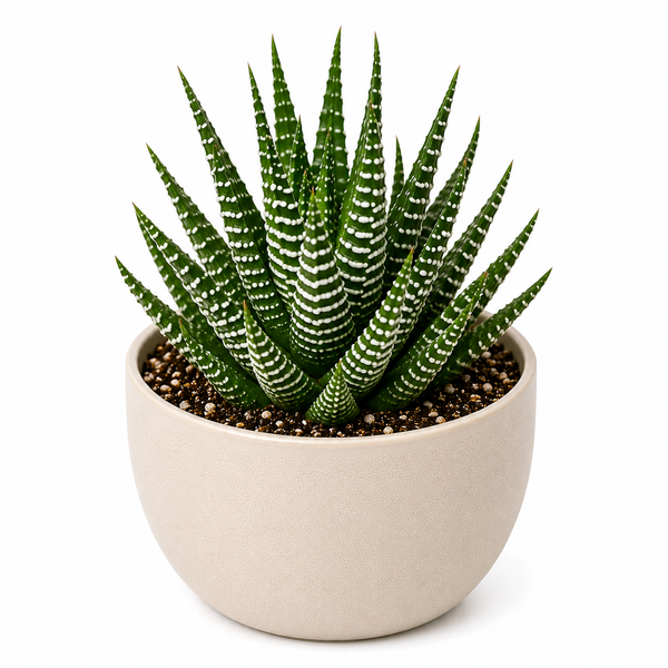 Zebra Haworthia (Haworthia attenuata)